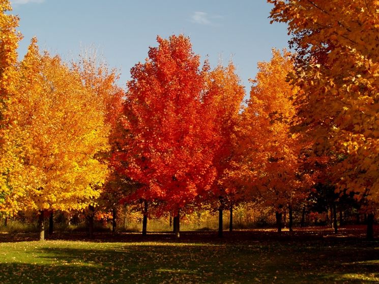 Acer saccharinum - acero saccarino (Vaso quadro 9x9x20 cm)