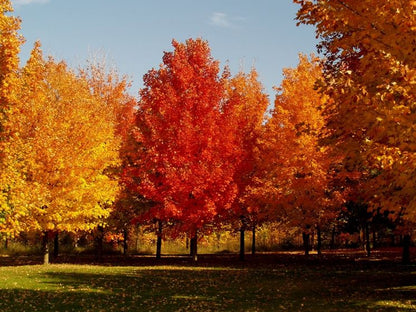 Acer saccharinum - acero saccarino (Vaso quadro 9x9x20 cm)