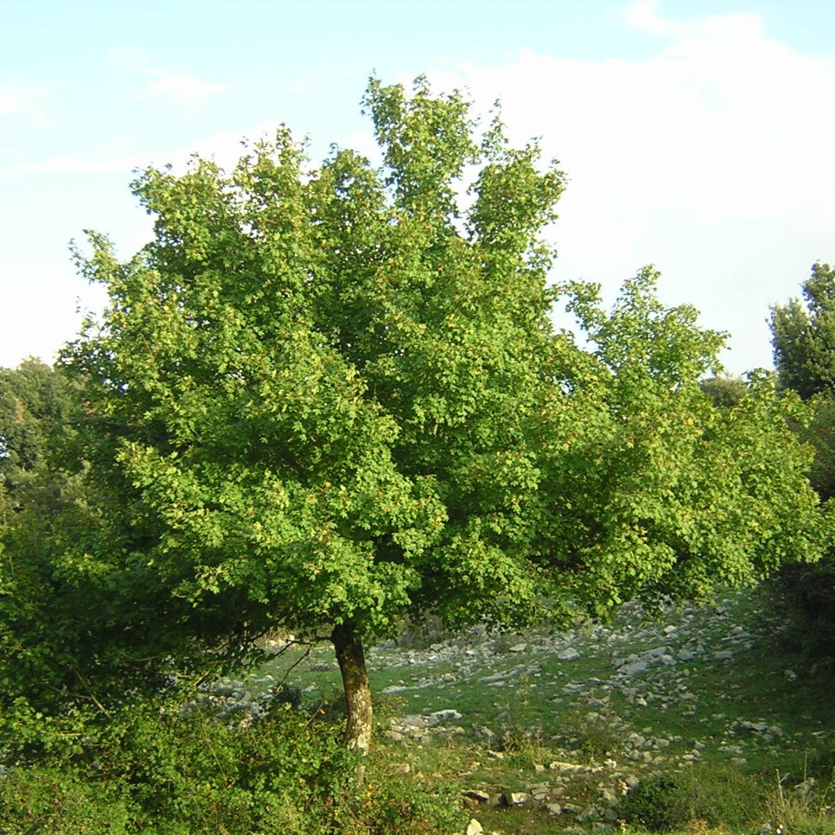 Acer campestre - acero campestre (Pianta in Vaso)