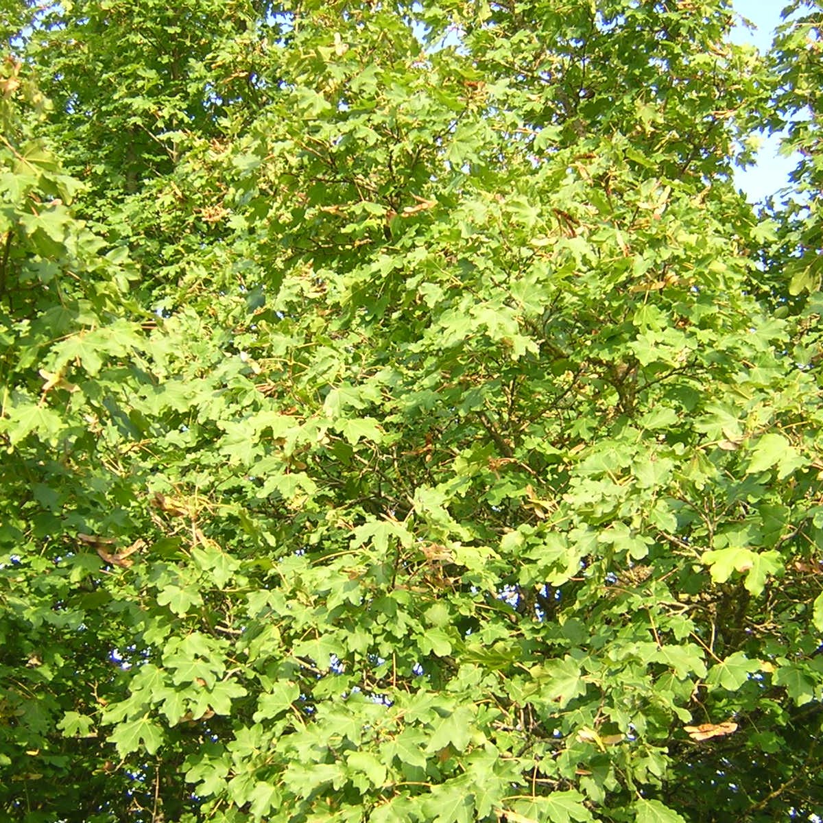 Acer campestre - acero campestre (Alveolo forestale)