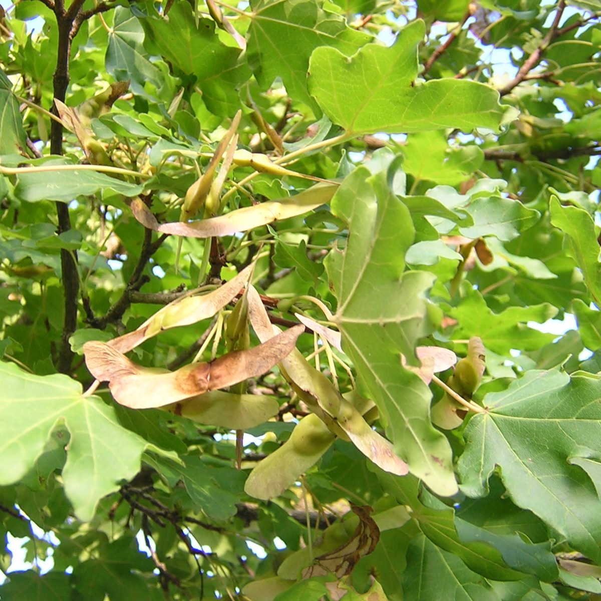 Acer campestre - acero campestre (Alveolo forestale)