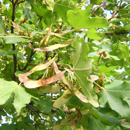 Acer campestre - acero campestre (Alveolo forestale)