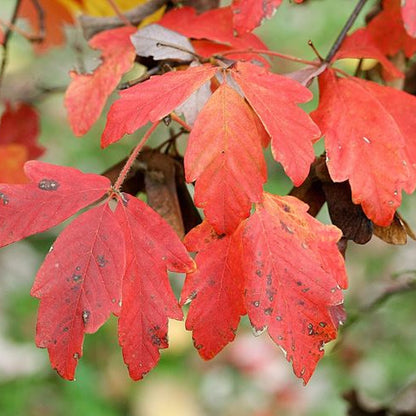 Acer griseum - acero della corteccia di carta (Vaso quadro 9x9x20 cm)