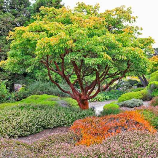 Acer griseum - acero della corteccia di carta (Vaso quadro 9x9x20 cm)