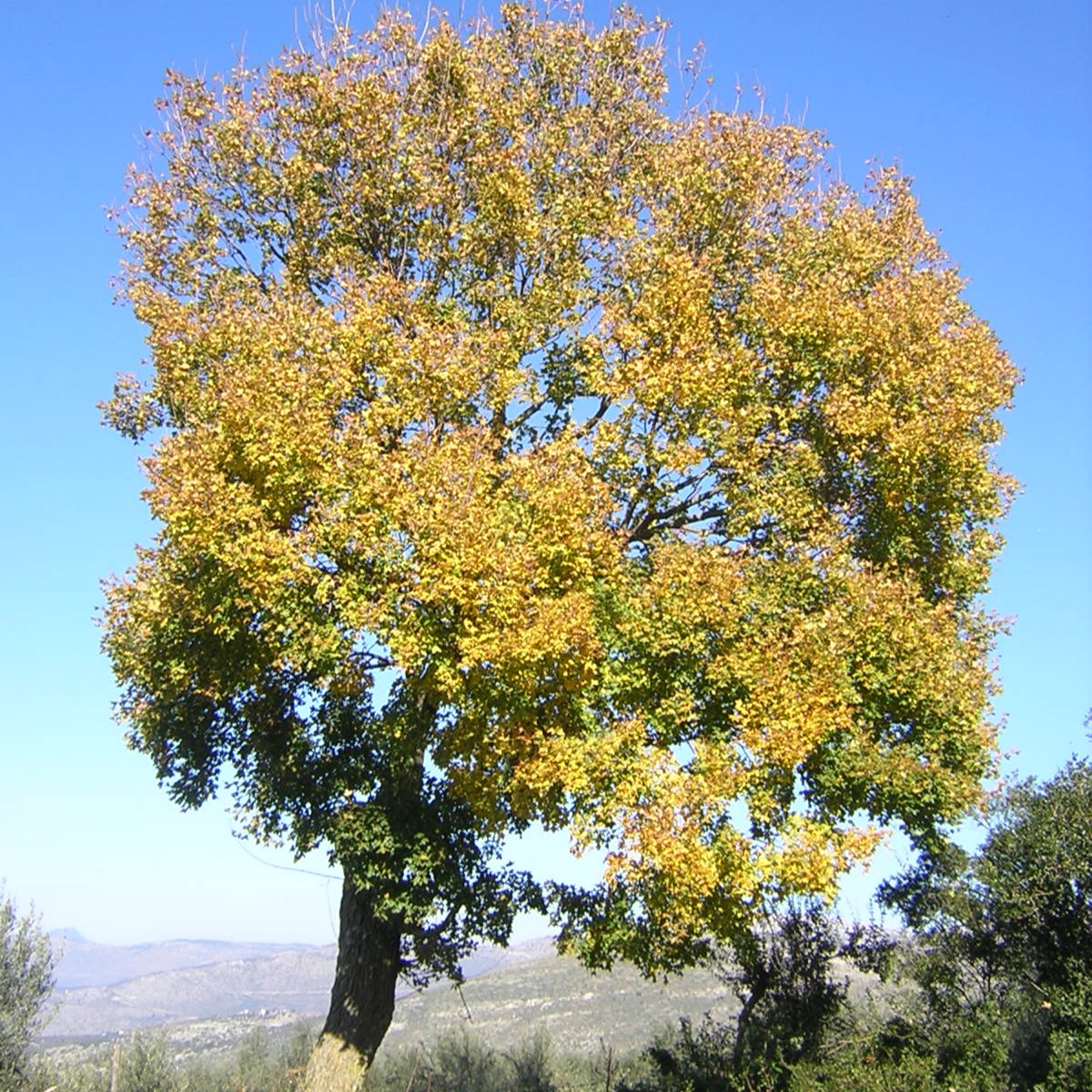 Acer monspessulanum - acero minore (Alveolo forestale)