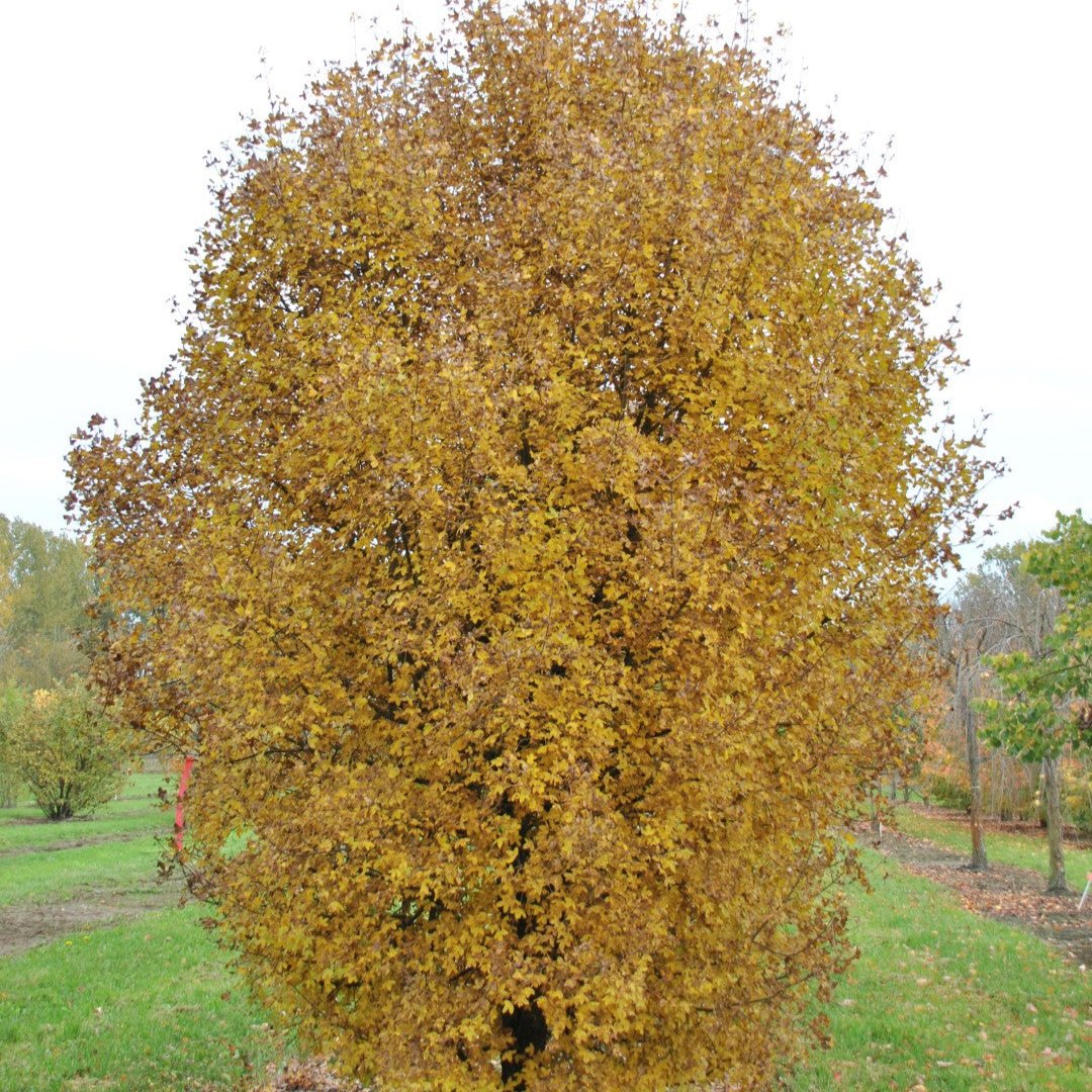 Acer monspessulanum - lesser maple (Forestry maple)