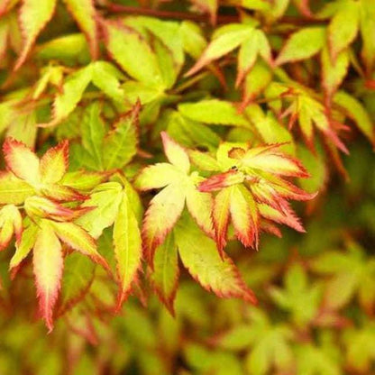 Acer palmatum cv. "Little princess"  FRANCO - acero giapponese verde nano (Vaso quadro 9x9x10 cm)
