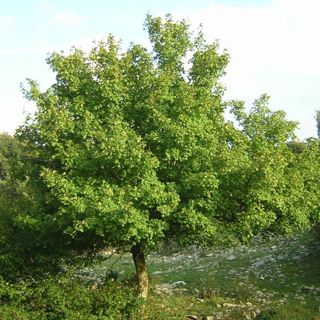 Acer campestre - acero campestre (Alveolo forestale)