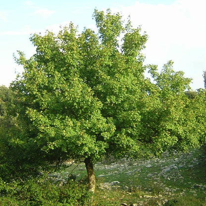 Acer campestre - acero campestre (Alveolo forestale)