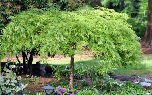Acer palmatum polymorphum cv. "viridis" HIGH - green Japanese maple (Forestry maple)
