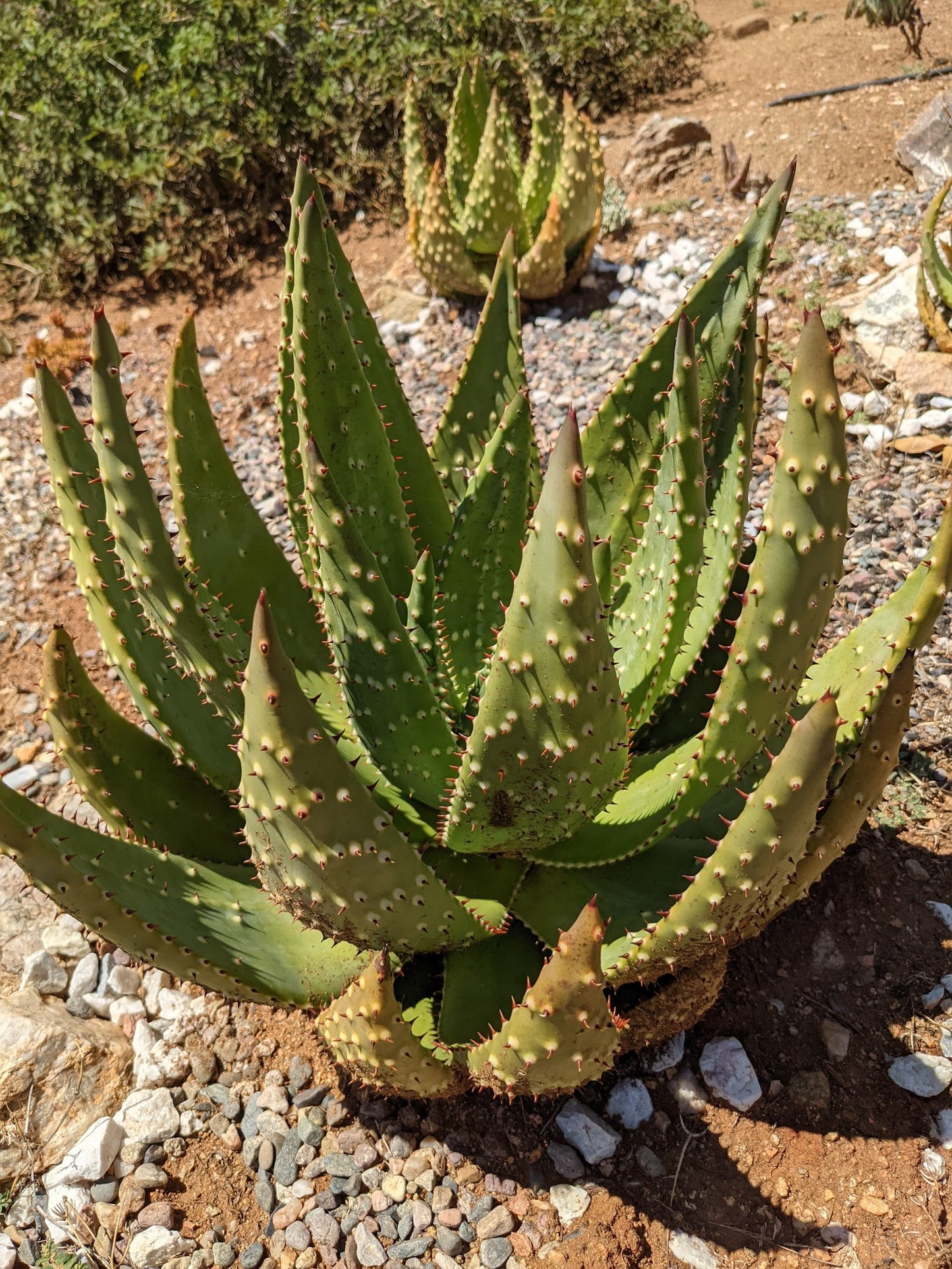 Aloe aculeata - aloe spinosa (Vaso quadro 7x7x10 cm)