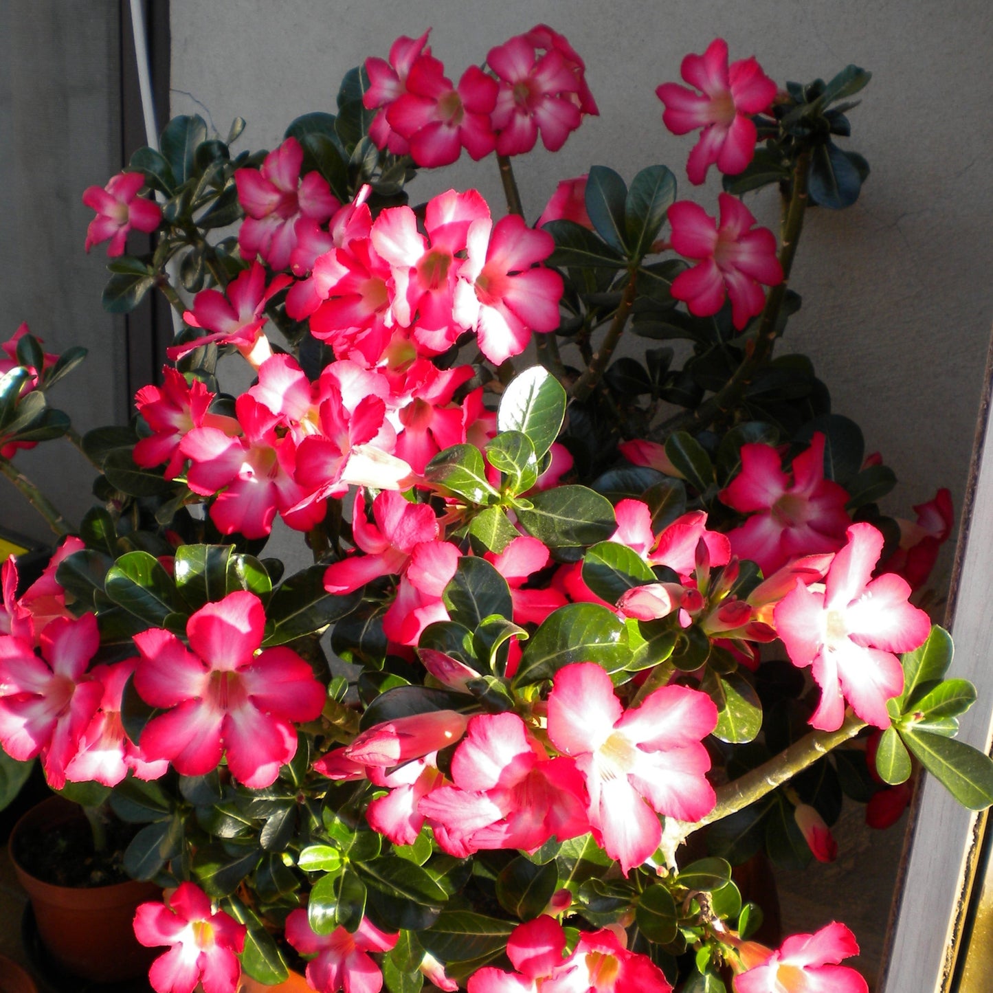 Adenium Obesum Pink - Desert Rose (Square Vase 7X7X8 Cm)