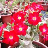 Adenium obesum cv "Arrogant" - rosa del deserto (Vaso quadro 7x7x8 cm)