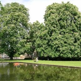 Aesculus hippocastanum - ippocastano (Alveolo forestale)