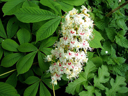 Aesculus hippocastanum - horse chestnut (forest honeycomb)