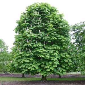 Aesculus hippocastanum - ippocastano (Alveolo forestale)