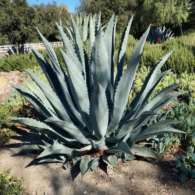 Agave americana protoamericana - (Vaso 18 cm)