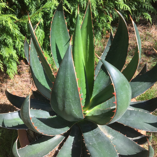 Agave garciae-mendozae - (Vaso 18 cm)