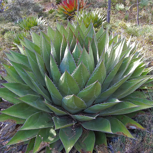 Agave montana - (18 cm pot)