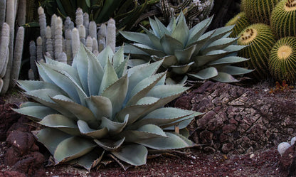 Agave ovatifolia - agave a foglie ovali (Vaso 18 cm)