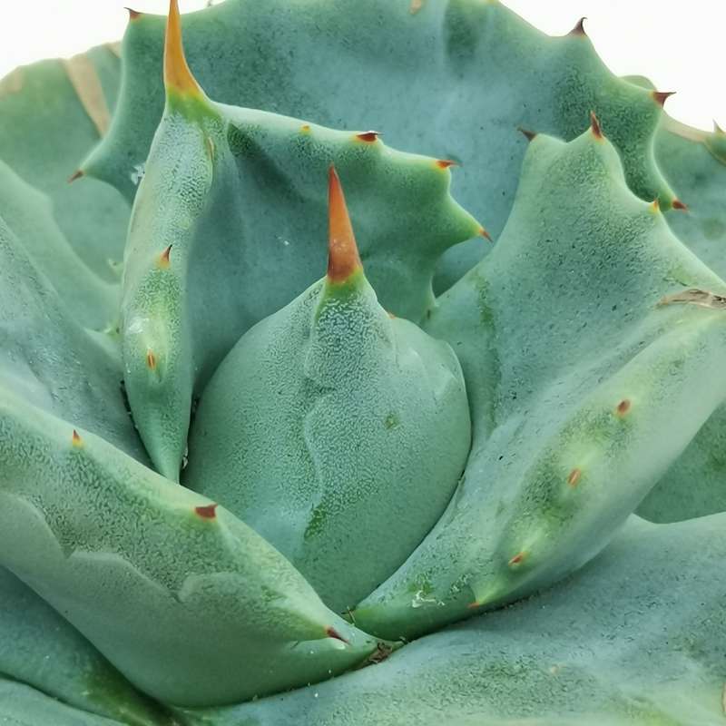 Agave potatorum cv. Shoji Raijin macro delle foglie, pianta di Vivai MDB