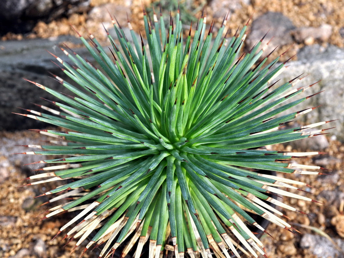 Agave stricta var. nana Minas Asbestos - (Square vase 7x7x10 cm)