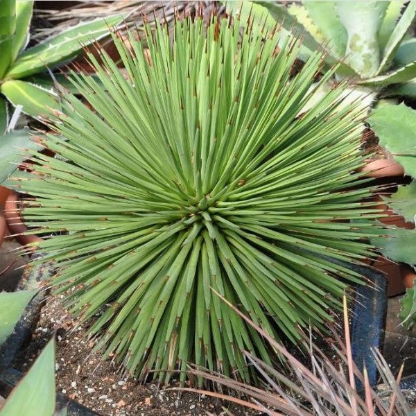 Agave stricta var. echinus - spadino compatto (Vaso quadro 7x7x10 cm)