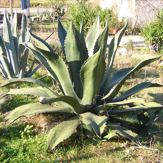 Agave salmiana var. ferox - agave spinosa (Vaso 14 cm)