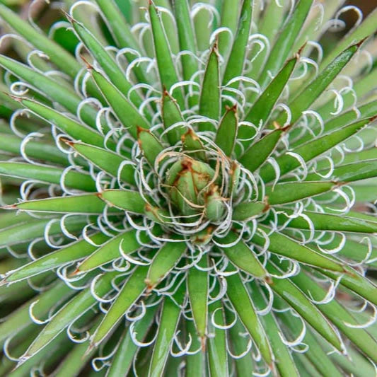 Agave filifera - (Vaso 18 cm)