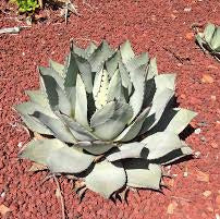 Agave flexispina VivaiMDB