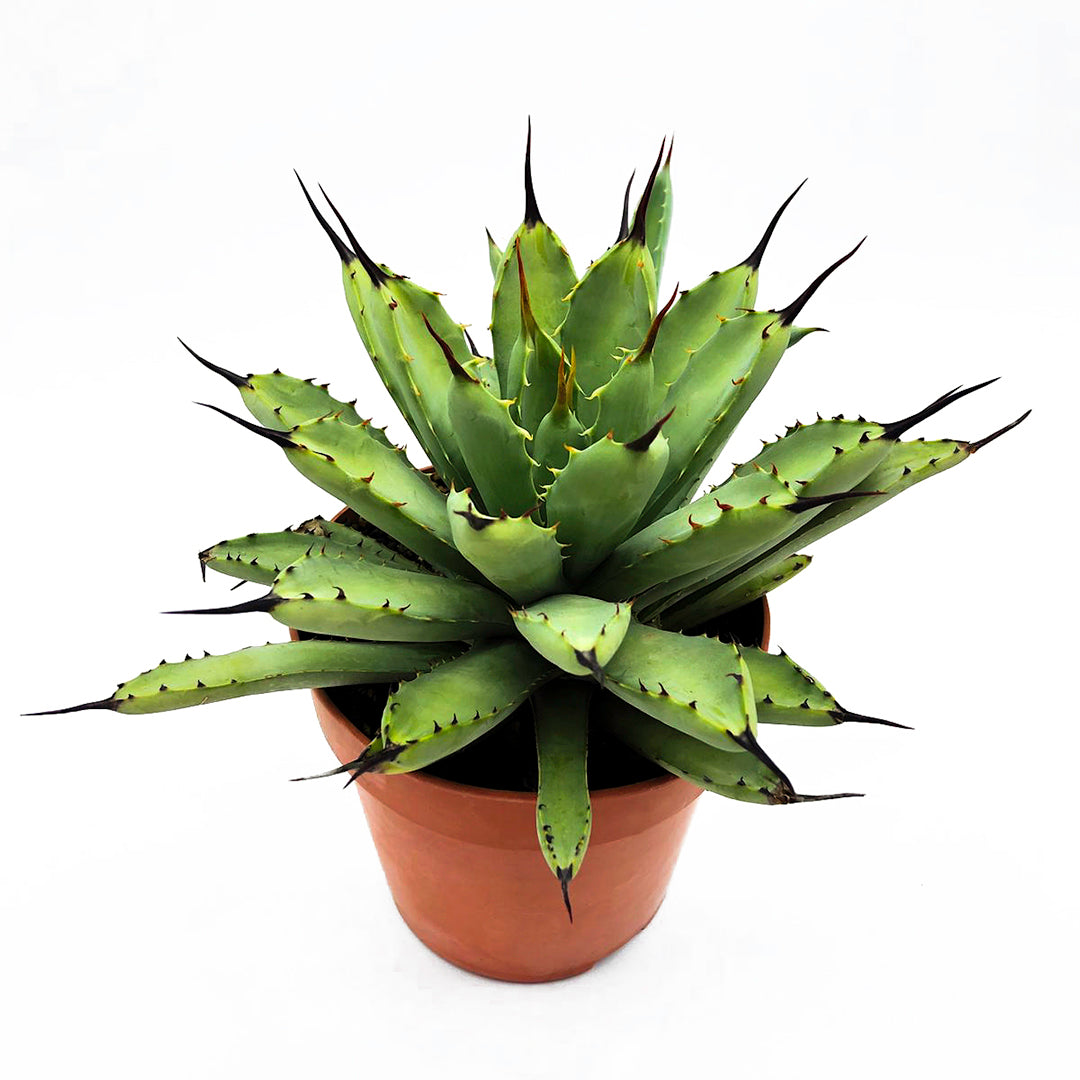 Agave macroacantha cv. viridis - green cv large thorn agave (14 cm pot)