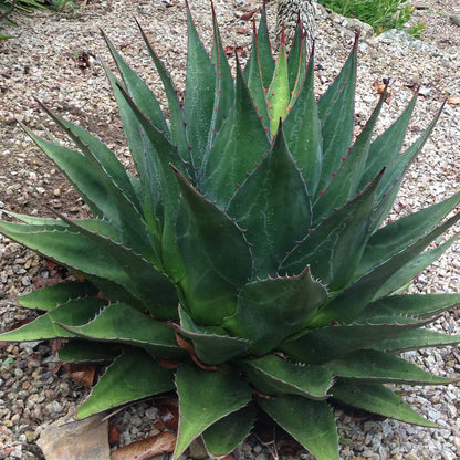 Agave montana - (Vaso quadro 7x7x10 cm)