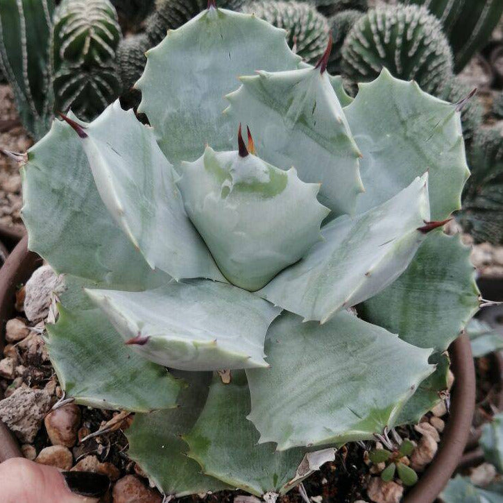 Agave potatorum cv. Shoji Raijin (Vaso quadro 7x7x8 cm) pianta di Vivai MDB