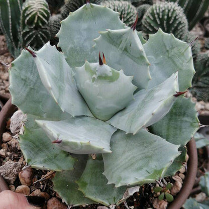 Agave potatorum cv. Shoji Raijin (Vaso quadro 7x7x8 cm) pianta di Vivai MDB