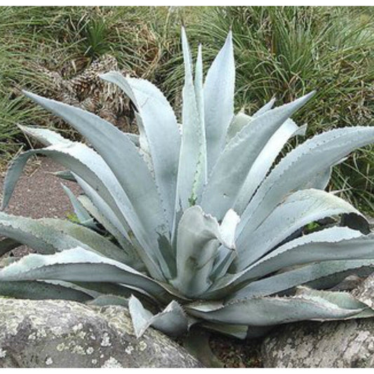 Agave scabra pianta di VivaiMDB