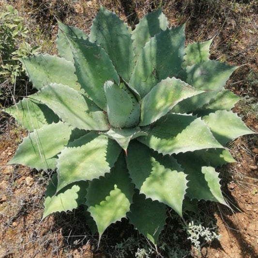Agave seemanniana VivaiMDB