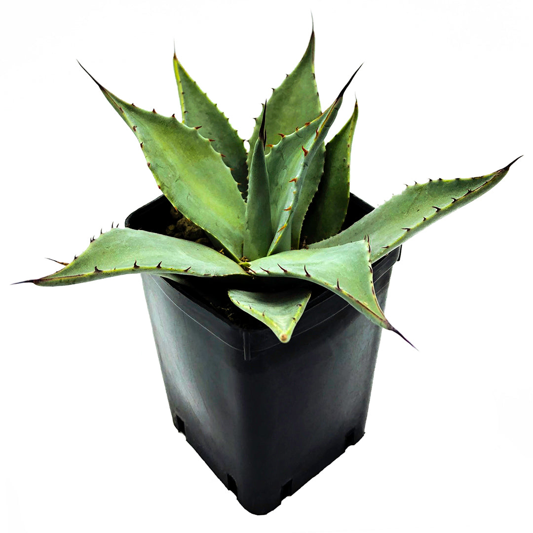 Agave havardiana - Agave di Havard (Vaso quadro 7x7x10 cm)