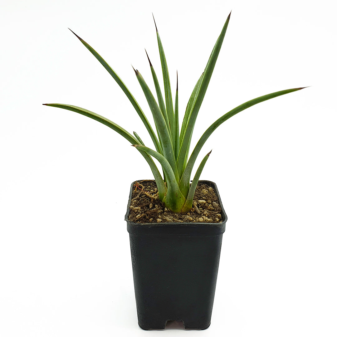 Agave striata falcata Sierra Paila SLP - glaucous spadino (Square vase 7x7x10 cm)