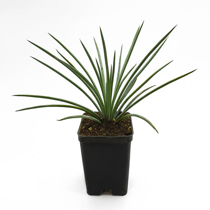 Agave stricta var. nana Minas Asbestos - (Vaso quadro 7x7x10 cm)