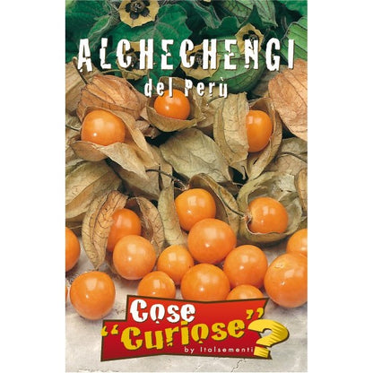 Physalis alkekengi - lanterna cinese (1 confezione di semi)