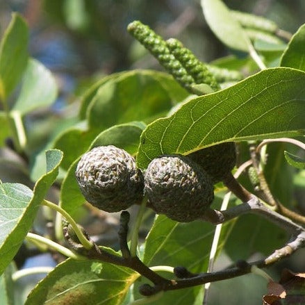 Alnus cordata - Neapolitan alder (50 seeds)