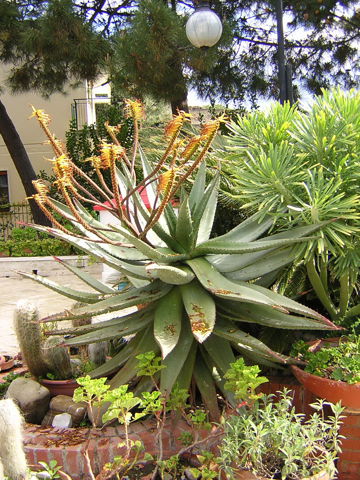 Aloe ferox var. marlothii (Vaso quadro 7x7x8 cm)