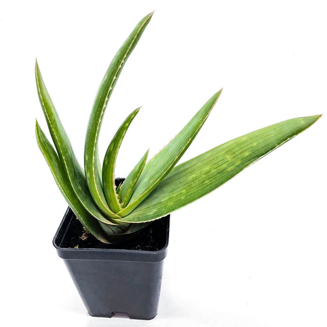 Aloe striata - aloe corallina (Vaso quadro 7x7x10 cm)