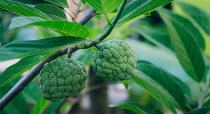 Annona Cherimola - Cirimoia (Vaso Quadro 9X9X20 Cm)