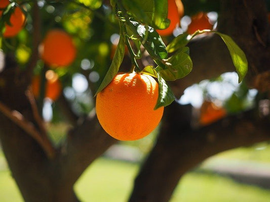 Citrus sinensis cv "Sanguinello" - blood orange (Fitocella)
