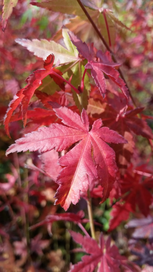 Acer palmatum cv. "viridis" FRANCO - acero giapponese verde (Vaso 18 cm)