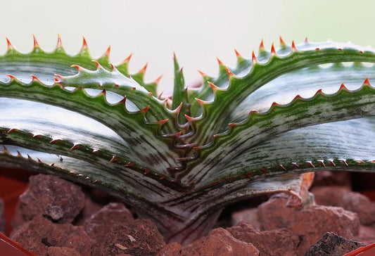 Aloe branddraaiensis (Vaso quadro 7x7x8 cm)