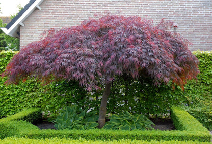 Acer palmatum "dissectum garnet" - acero giapponese rosso dissectum (Vaso 18 cm, INNESTATO)