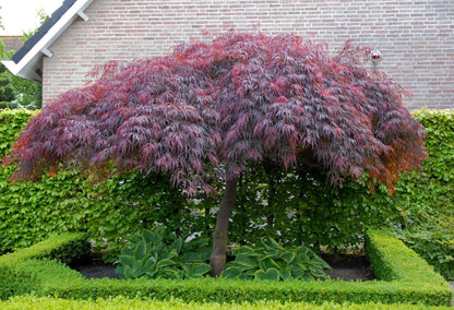 Acer palmatum "dissectum garnet" - dissectum red Japanese maple (18 cm pot, GRAFTED)