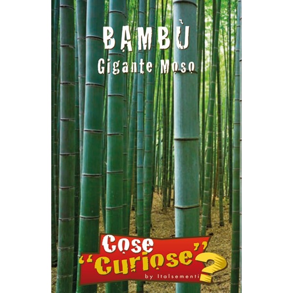 Phyllostachys edulis - moso bamboo gigante (1 confezione) – Vivai Mola  della Badia